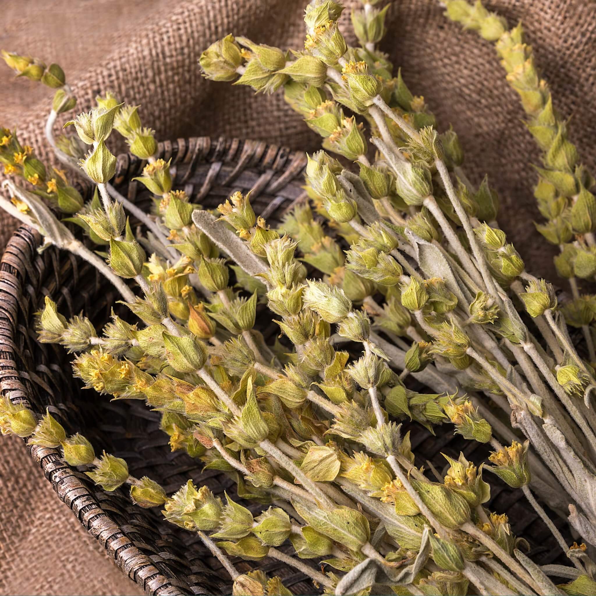 Mountain Tea (Mount Olympus)