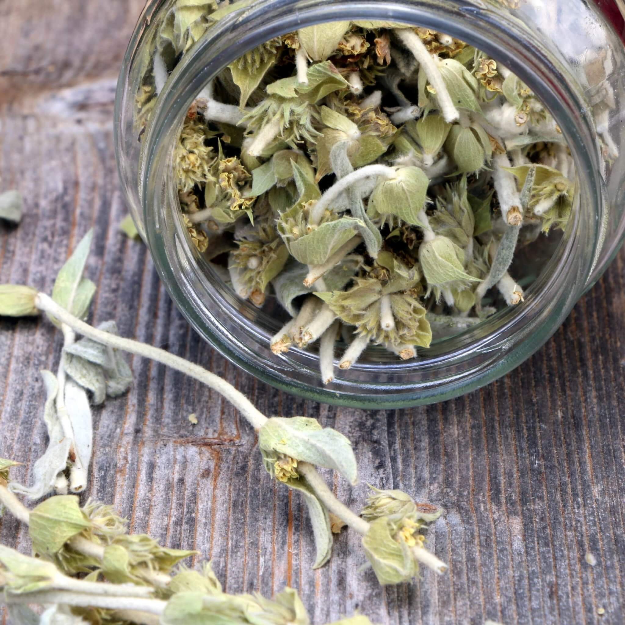 Mountain Tea (Mount Olympus)